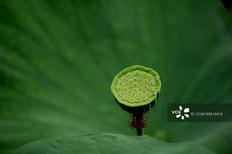 绿叶背景上的莲蓬图片素材