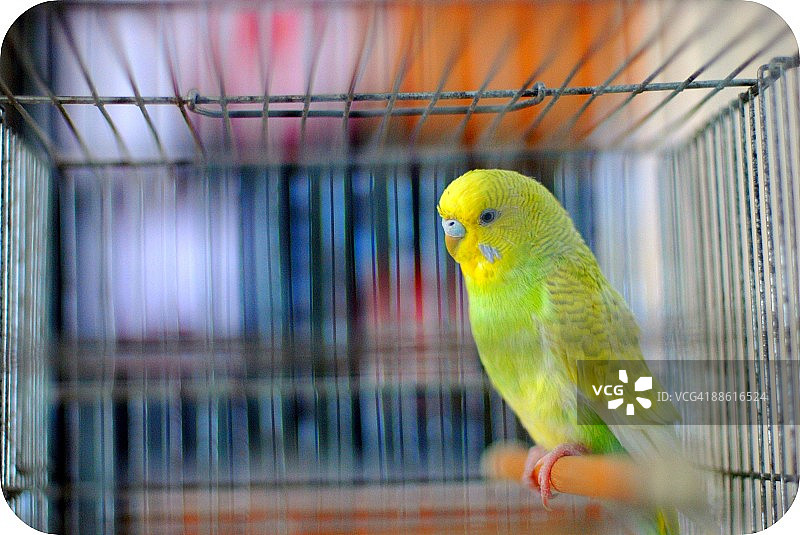 长尾小鹦鹉图片素材