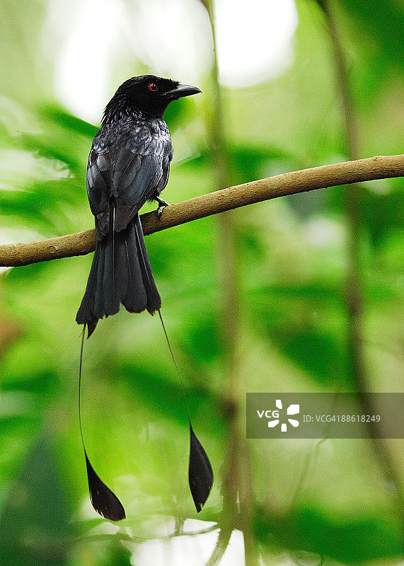 大盘尾图片素材