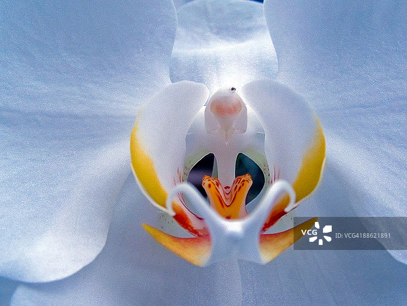 蓝色灯光下的白色兰花图片素材