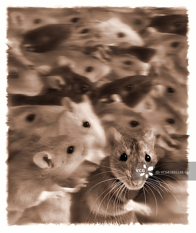 奔跑的鼠群（数字合成）图片素材