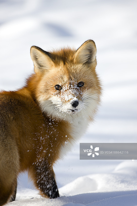 雪地里好奇的红狐图片素材