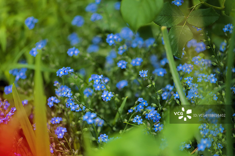 盛开的蓝色勿忘我花朵图片素材