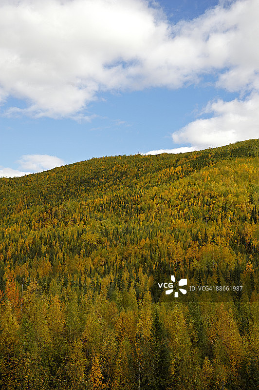 秋季白杨和云杉混交林图片素材