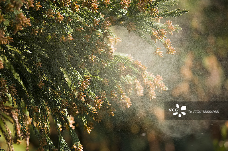 空气中的雪松花粉图片素材