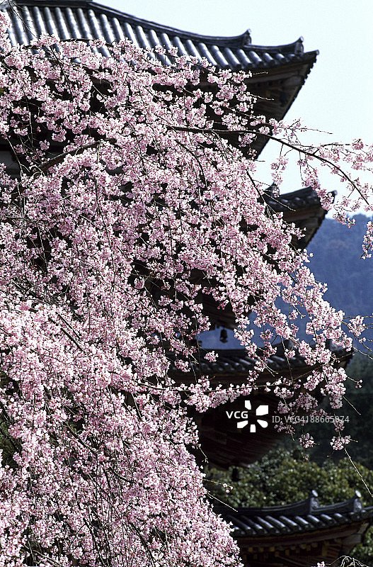 寺庙与樱花图片素材