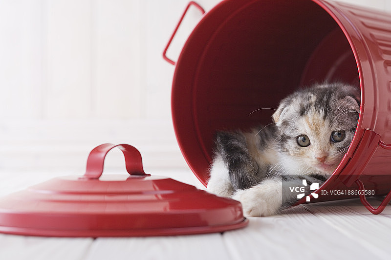 桶里的苏格兰折耳猫图片素材