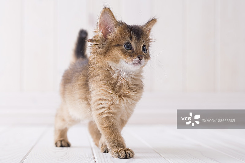 索马里人图片素材