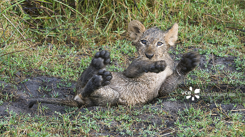在博茨瓦纳莫雷米国家公园酋长岛泥地里打滚的小狮子（Panthera leo）图片素材