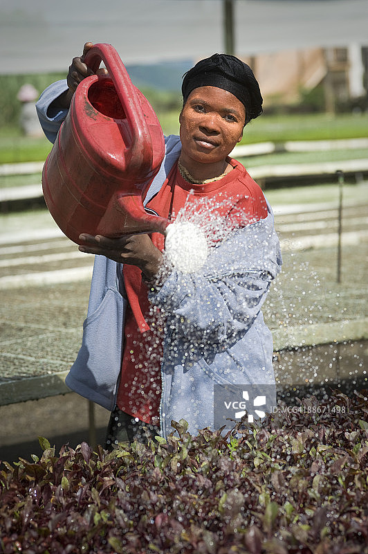 女人在南非夸祖鲁-纳塔尔省蓬戈拉附近的苗圃里给幼苗浇水图片素材
