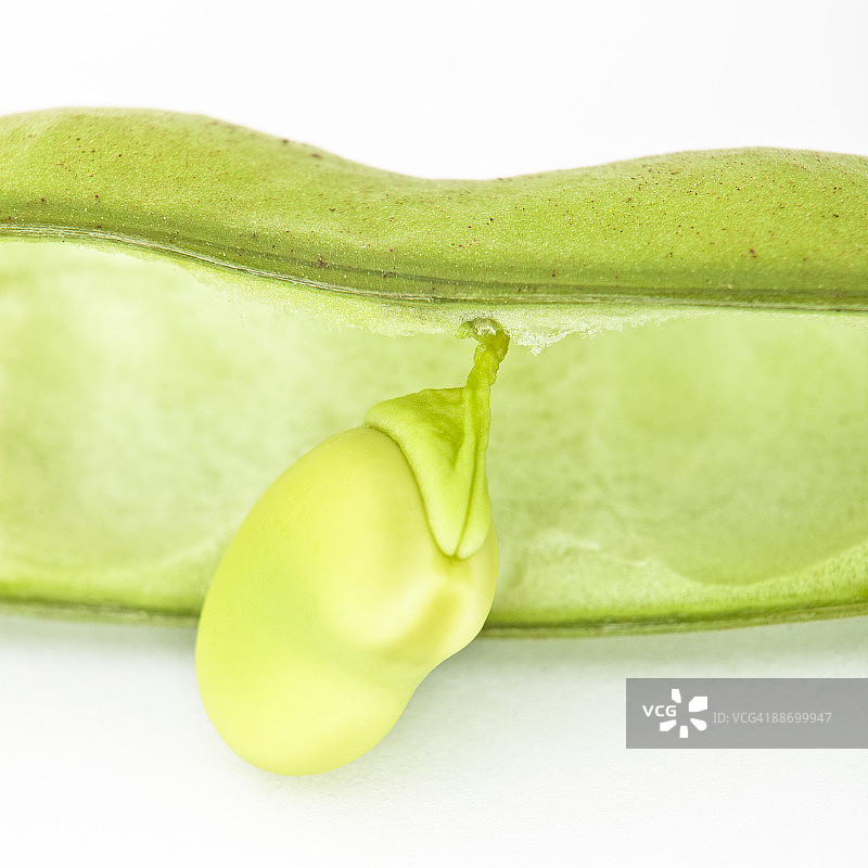 从豆荚里探出头的蚕豆图片素材