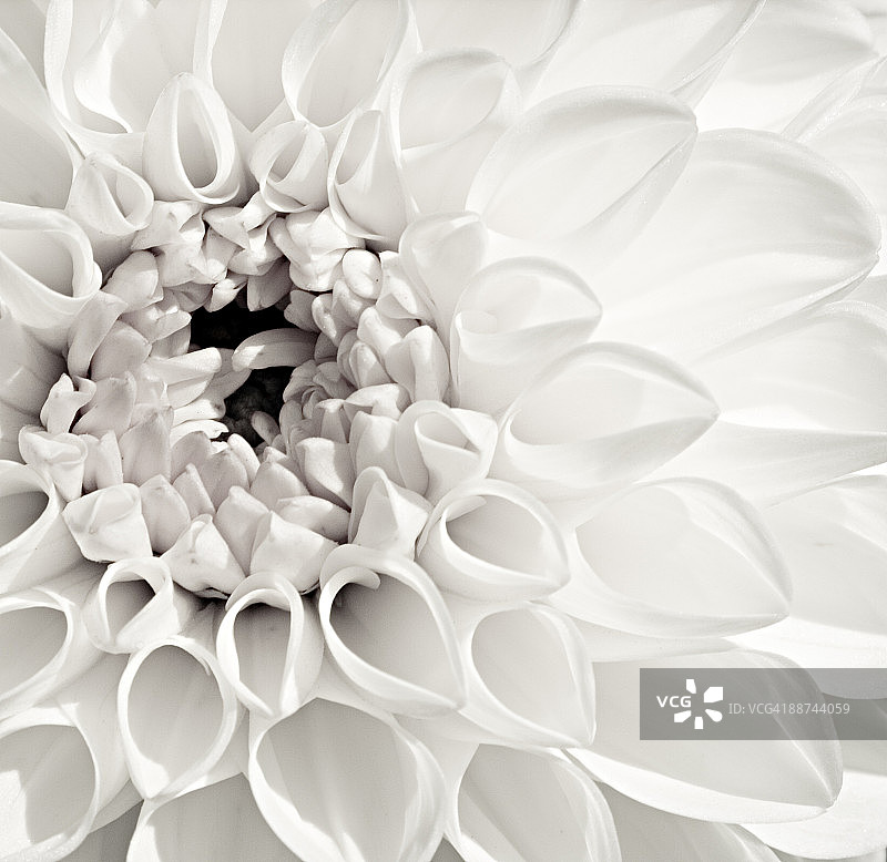 白色大丽花图片素材