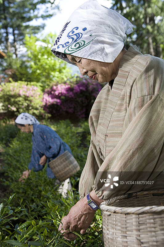 茶园里的采茶工人图片素材
