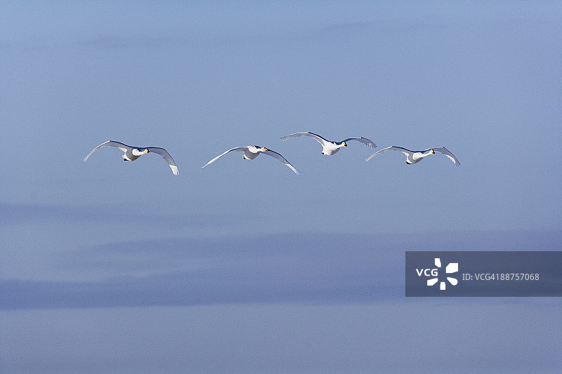飞行中的大天鹅图片素材