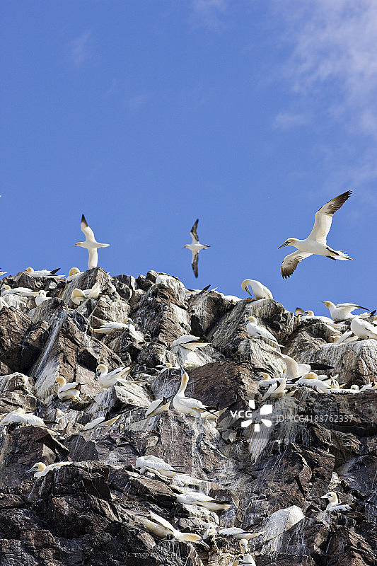 悬崖上的塘鹅（Morus bassanus），苏格兰巴斯岩，2008年6月图片素材