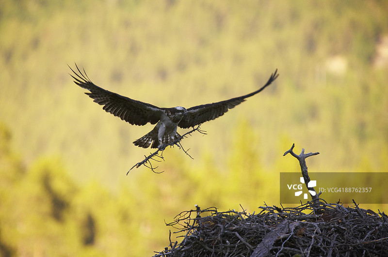 野生鱼鹰（Pandion haliaetus）在挪威北部筑巢图片素材
