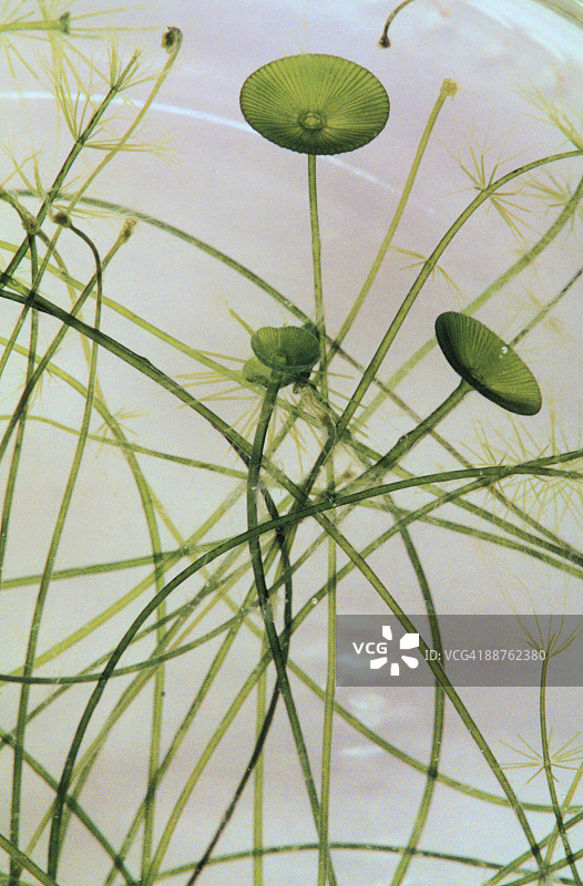 伞藻：巨型单细胞单核海洋绿藻图片素材