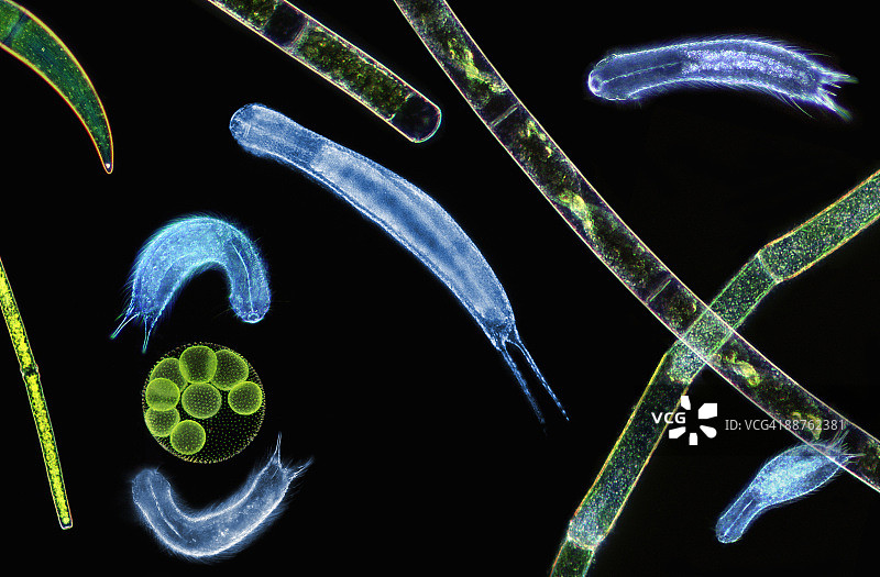 微观水生动物（腹毛纲）的显微照片图片素材