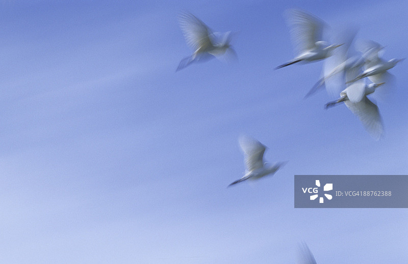 博茨瓦纳林扬蒂沼泽中飞翔的白鹭群图片素材