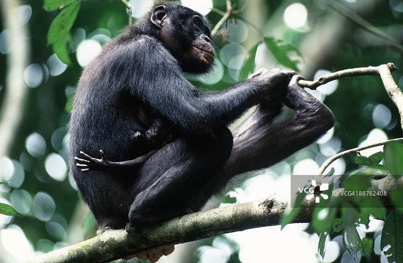 倭黑猩猩与新生幼崽，刚果民主共和国图片素材