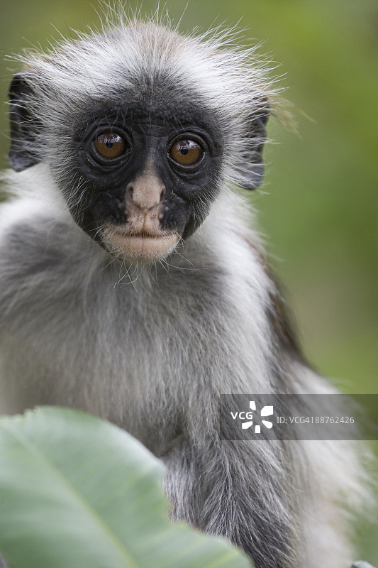 坦桑尼亚乔扎尼森林的桑给巴尔红疣猴图片素材