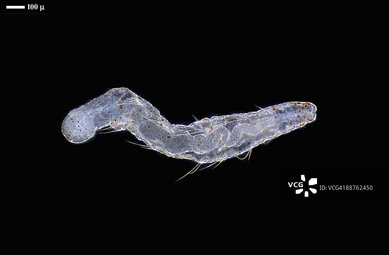环节动物蠕虫（Aeolosoma sp.）的显微照片图片素材
