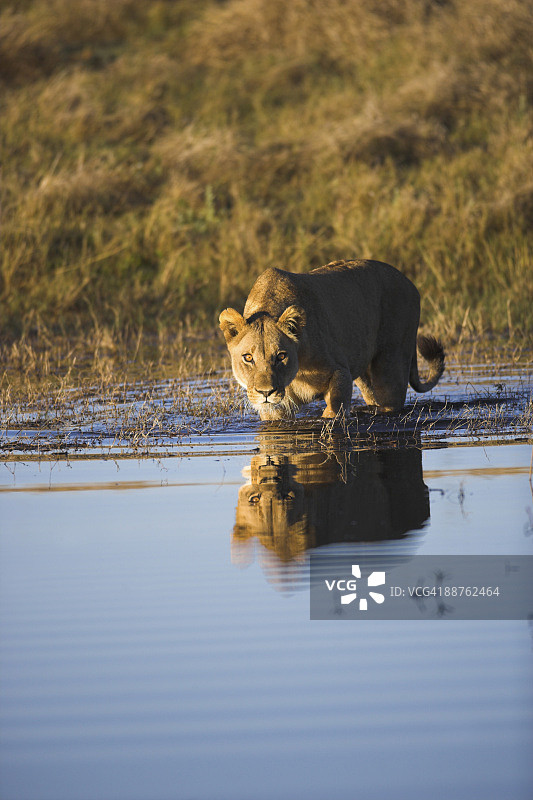 警惕的母狮（Panthera leo）进入水中，博茨瓦纳塞林达保护区图片素材