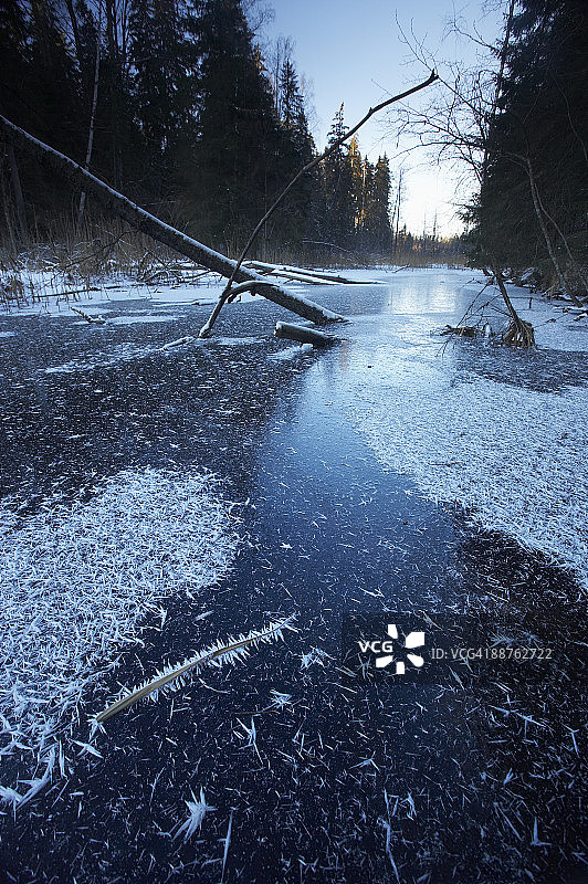 爱沙尼亚一月的冰冻森林溪流和树枝图片素材