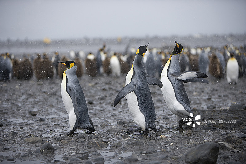南乔治亚岛索尔兹伯里平原岩石岸边的王企鹅图片素材