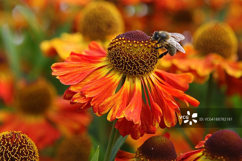 蜜蜂在橘色天人菊上图片素材