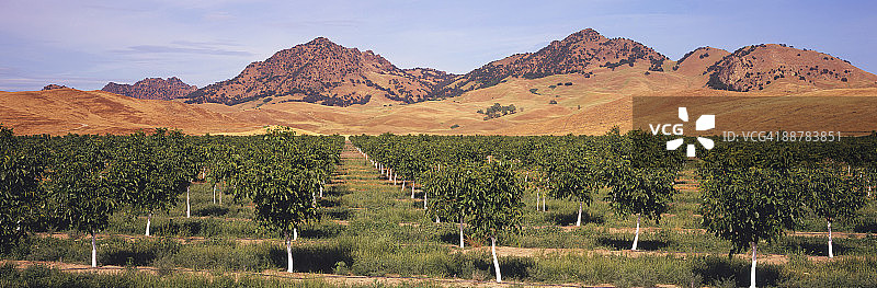 核桃园，背景是萨特比茨图片素材