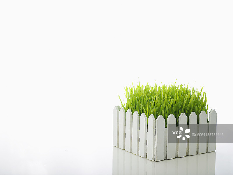 白色尖桩篱笆旁的小麦草图片素材