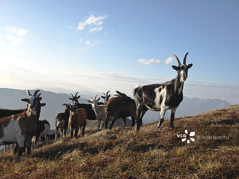 高地羚羊图片素材