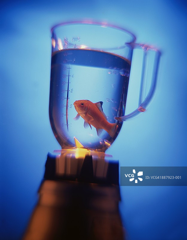 搅拌机里的金鱼图片素材