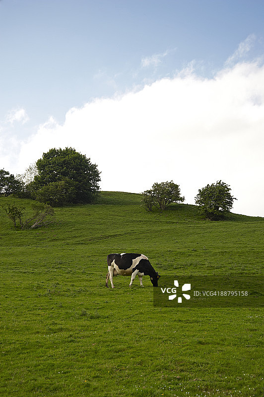 在田野里吃草的孤独的弗里斯兰奶牛图片素材