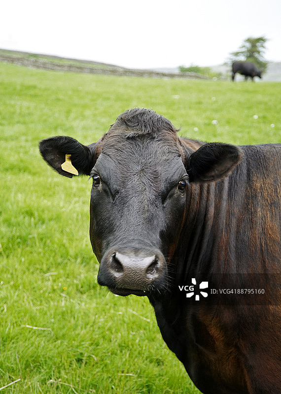 安格斯阿伯丁牛特写图片素材