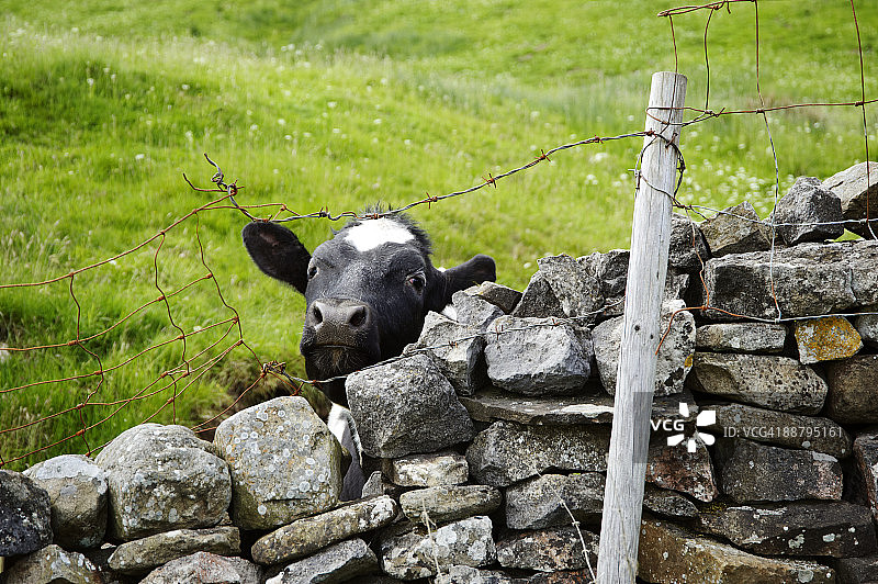 弗里斯奶牛探头望干石墙图片素材