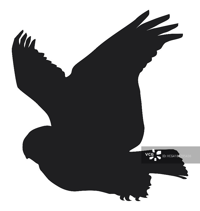 飞翔的雪鸮（Bubo scandiacus）黑白数字插画图片素材