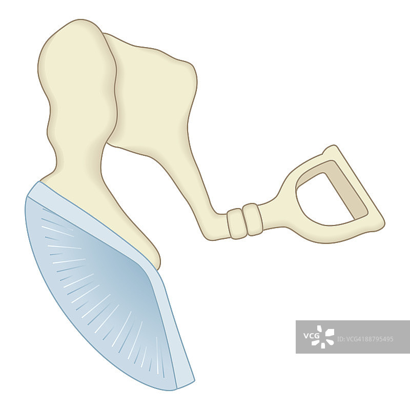哺乳动物中耳（包括锤骨、砧骨和镫骨）数字插画图片素材