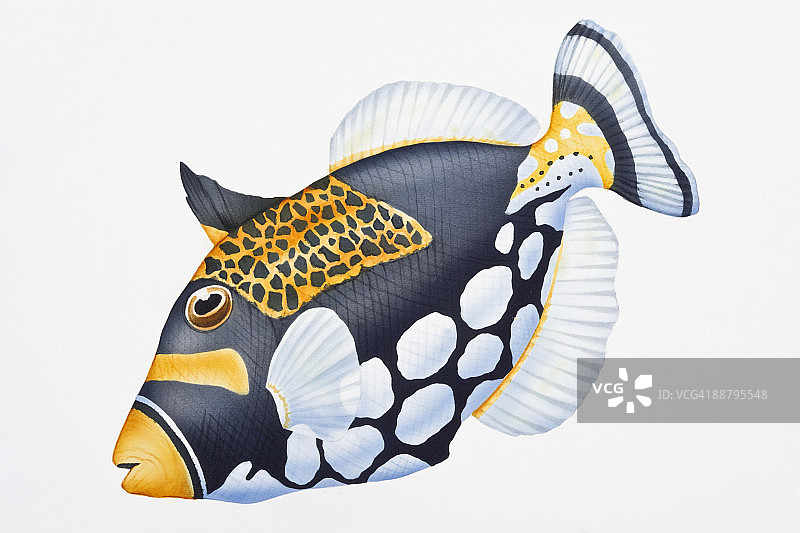 小丑炮弹鱼（Balistoides conspicillum）的数字插画，展示了独特的颜色图片素材