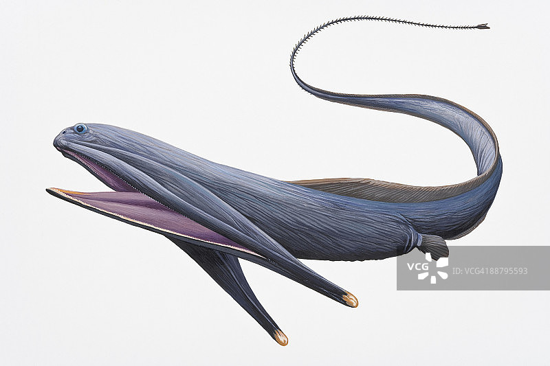 宽咽鱼数字插画图片素材