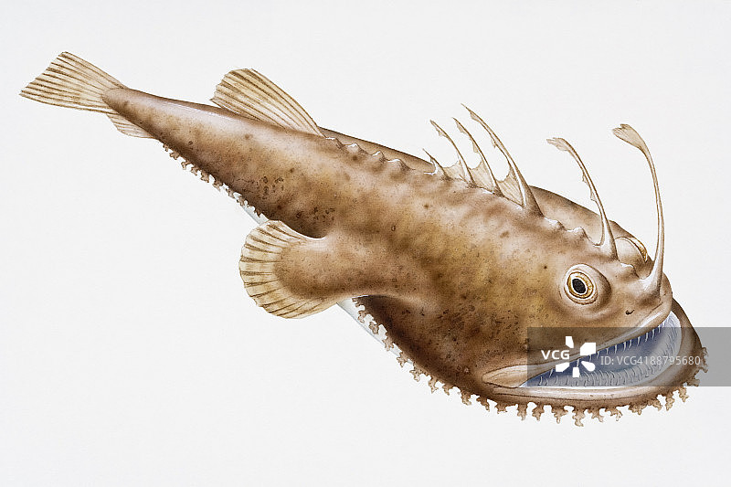 安康鱼（Lophius piscatorius）的数字插图，头部有长丝的棕色鱼图片素材