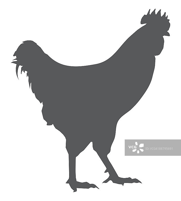 家鸡（家鸡）的黑白数字图图片素材