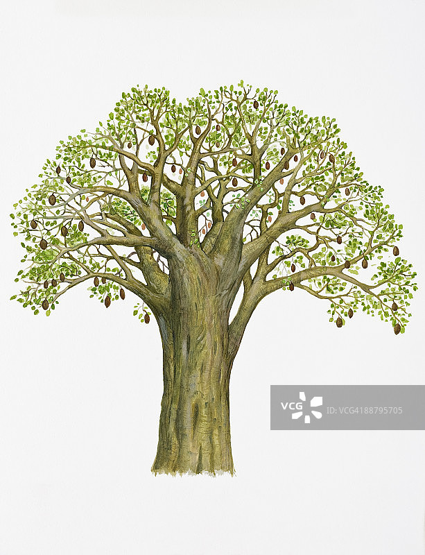 Adansonia digitata（猴面包树）的数字插图，在树枝上有大量的绿叶和棕色果实图片素材