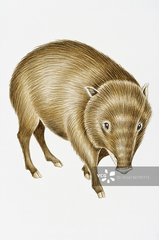 白唇西貒数字插画，产于中美洲和南美洲图片素材
