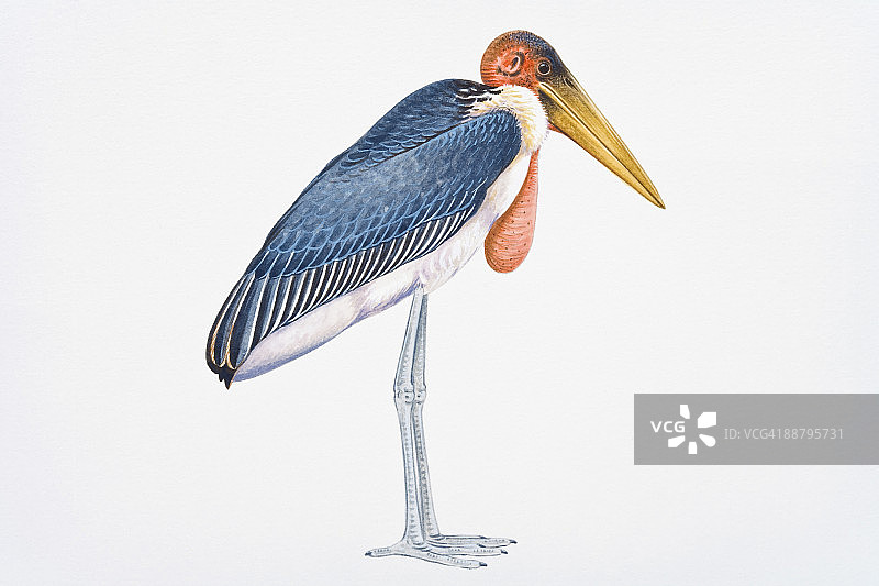 秃鹳数字图：展示粉红色喉囊的大型涉水鸟图片素材