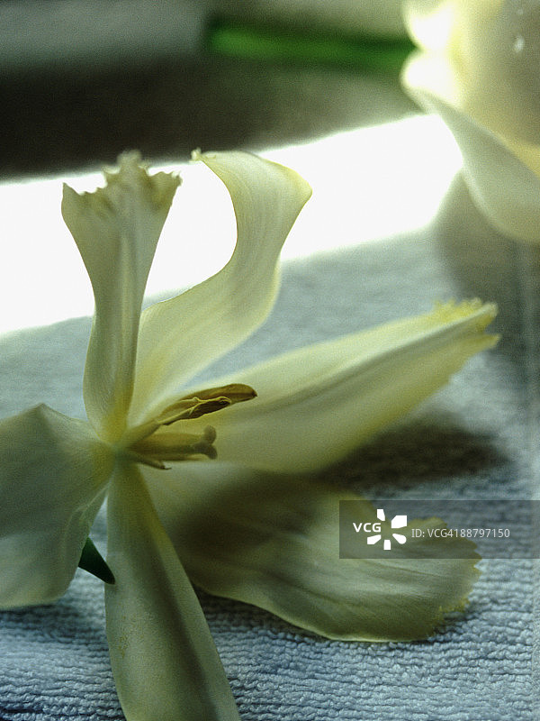 按摩台上的花朵特写图片素材