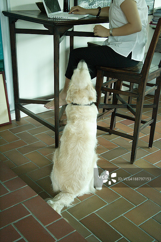 金毛犬注视下用笔记本电脑工作的女人图片素材