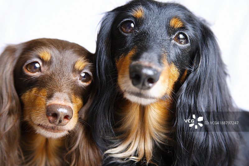 两只腊肠犬的特写图片素材