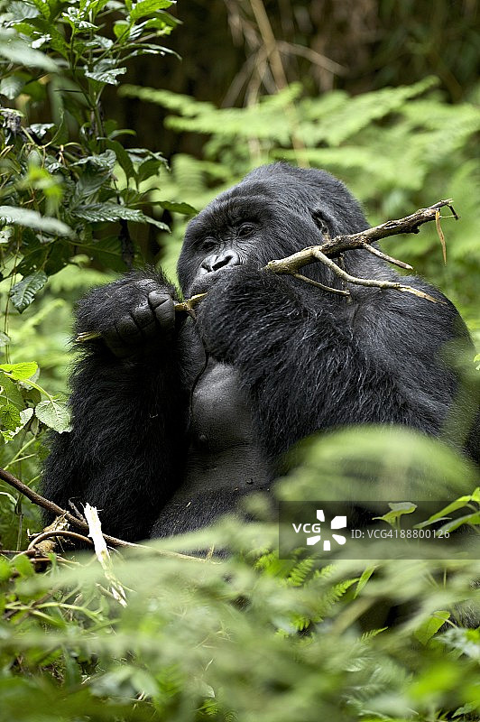 银背山地大猩猩（Gorilla gorilla beringei），13组，非洲卢旺达火山国家公园图片素材